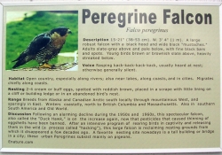 peregrinefalcon